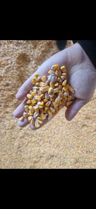 Porumb boabe calitatea 1