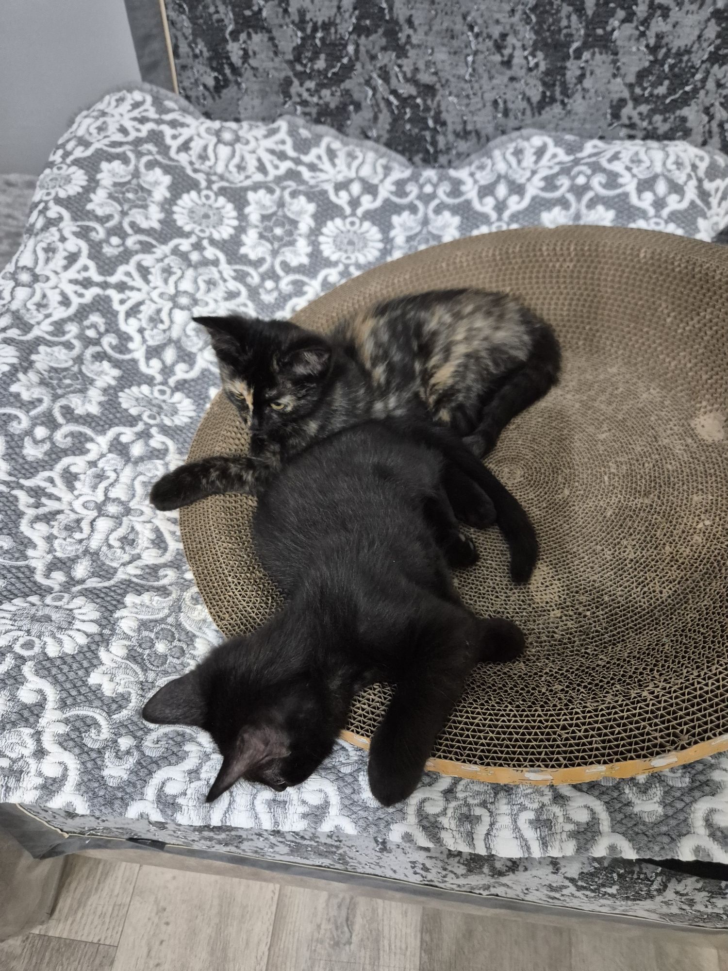 Отдам котят в любящую семью