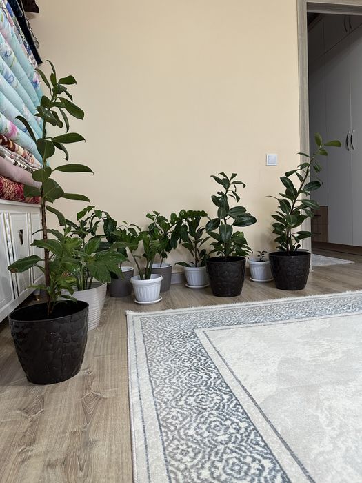 Цветы в горшоке разных видов