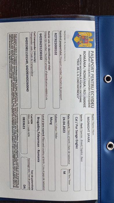 Armasar pur sange englez