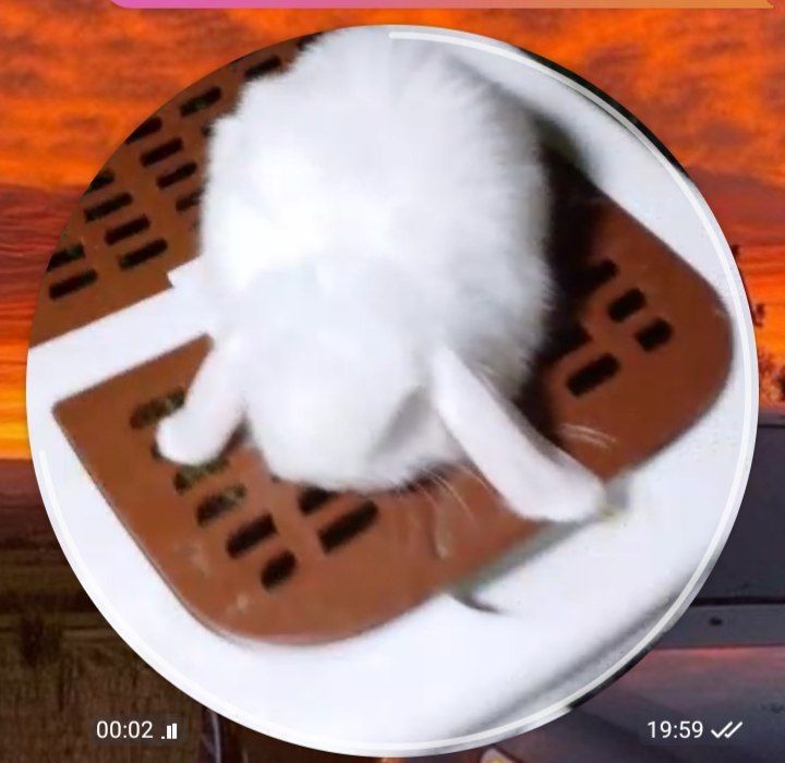 Куен сотилади 150 минга бервораман