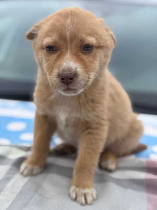 Отдам щенков в добрые руки