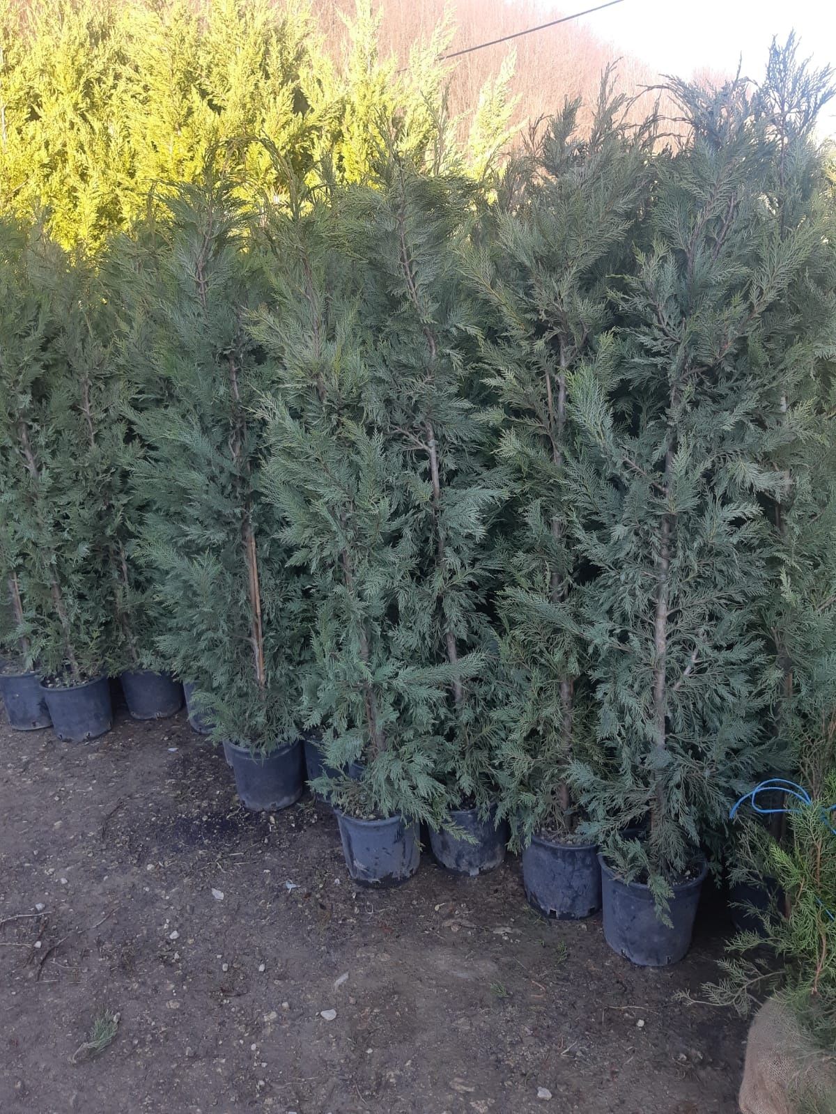 Vând plante Ornamentale tuia thuja gazon rulou