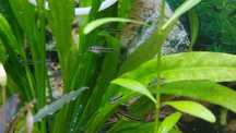 Коридорас пигмей Corydoras Pygmaeus