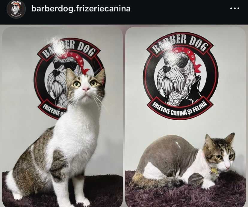 Frizerie canina si felina in fata casei in Bucuresti si Ilfov