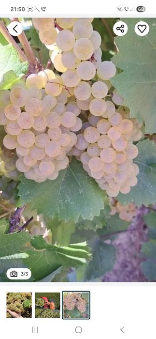 Vindem Struguri de vin transport oriunde în tara