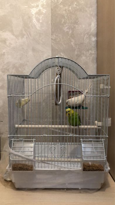 Продается попугай две штука с клеткой