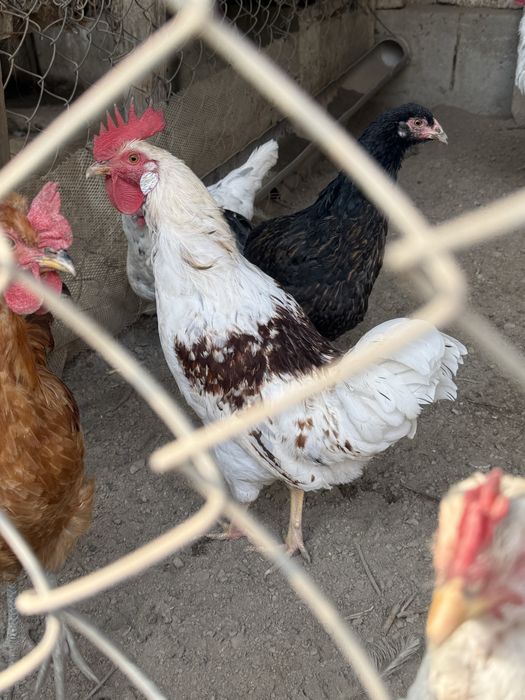 Продаются молодые петушки