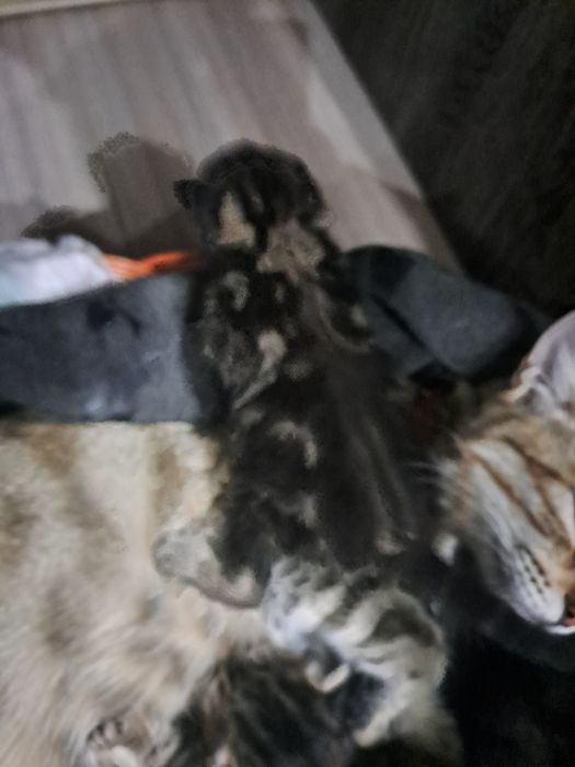 Котята бенгалы мраморы