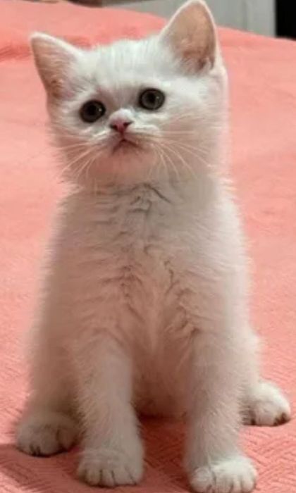 Скотиш Страйт котята