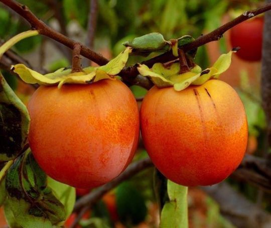 Kaki la Ghiveci (Soiuri Diferite )