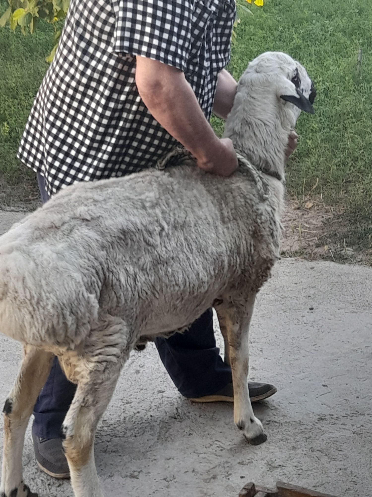 Хусори кузилар сотилади