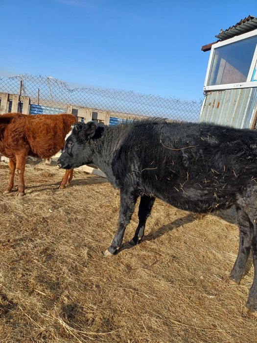 Продам 7 голов телят