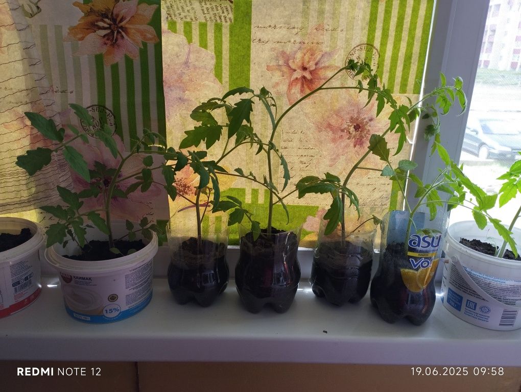 Продам рассаду помидор