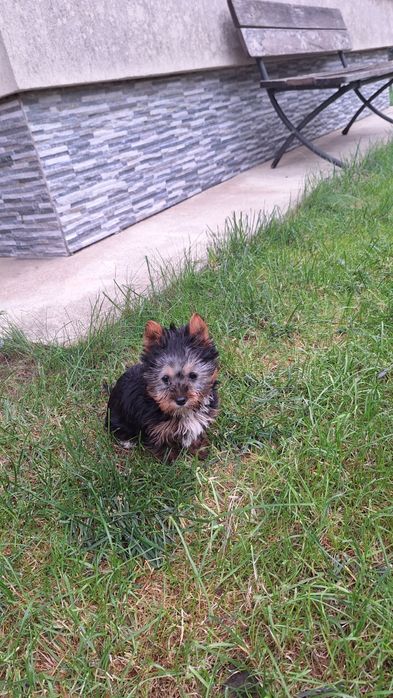Yorkshire Terrier Toy de rasa pura cu vaccin și deparazitata și carnet