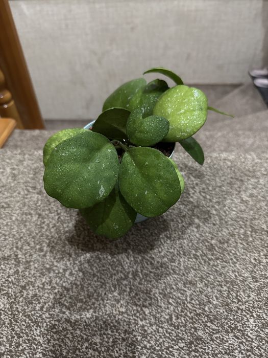 Хойя-Обовата сплеш