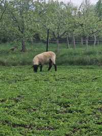 Berbecuț Suffolk