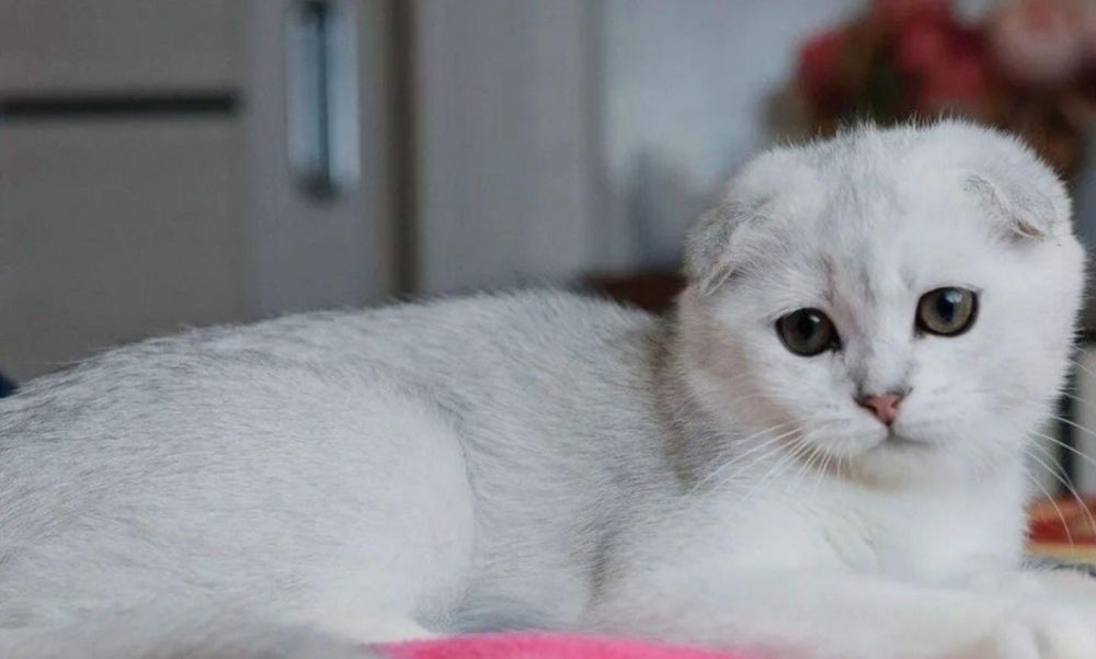 Мальчик Скоттиш Фолд чистокровный