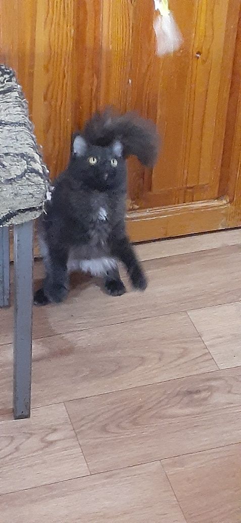 Кошки  котята ангоры