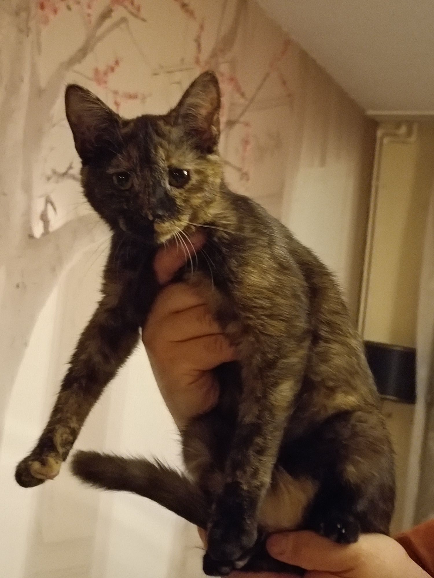 Pisicuță Tortie vârstă 6 luni