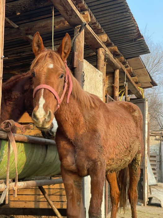 Тай полу кров 370.000