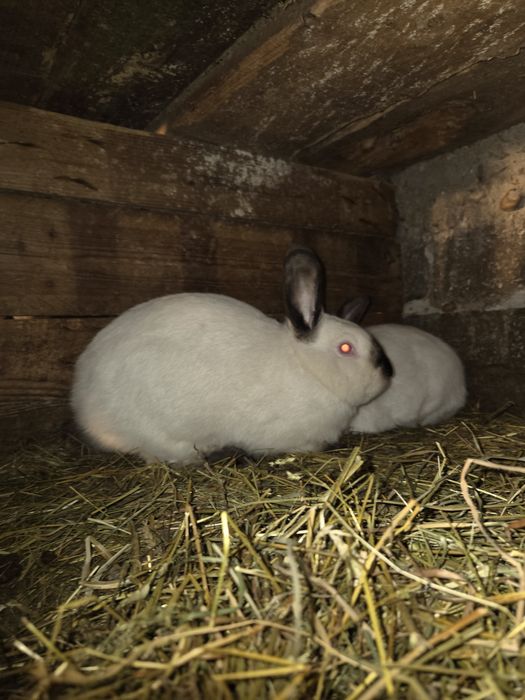 Iepuri de vanzare(vi sau carcasă