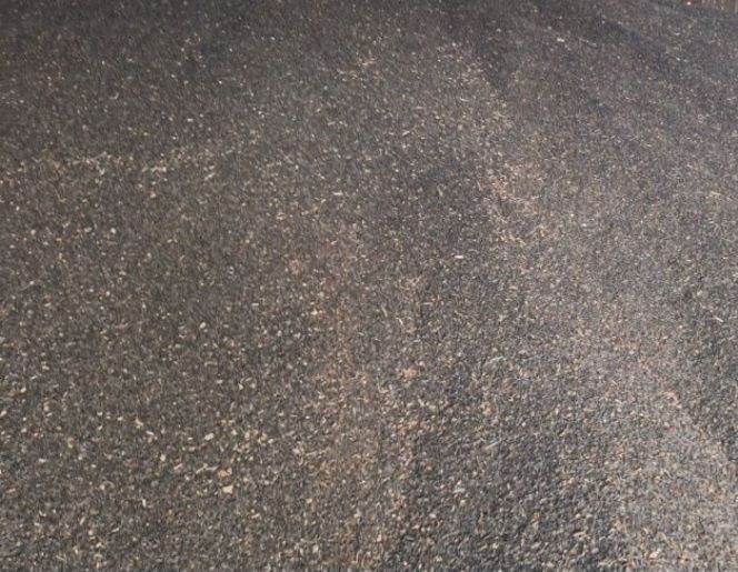 Vând floarea-soarelui productie 2025