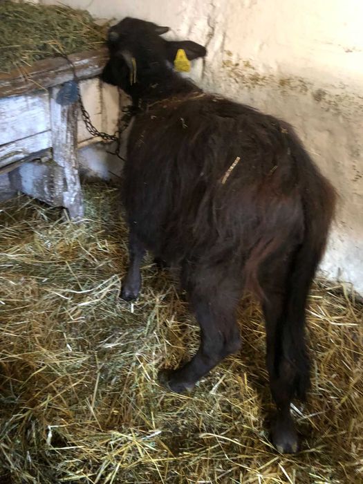 2 vitele de bivol, si un 1 tauras bivol 4 luni