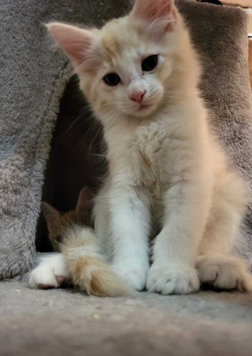 Котята = Мейн Кун + рыжий полосатый кот