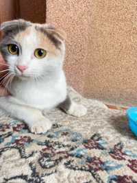 Продается девочка Scottish Fold