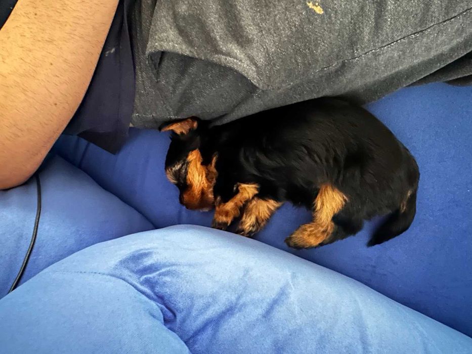 Йоркширски териер, мъжко