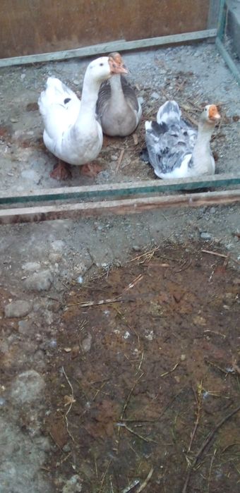 Фаргона центрда арзон нархда