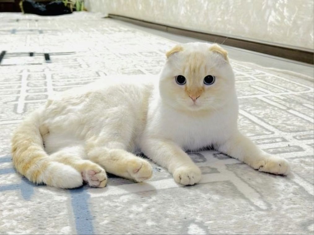 Вяска шотландского кота!