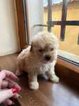 Maltipoo băiețel