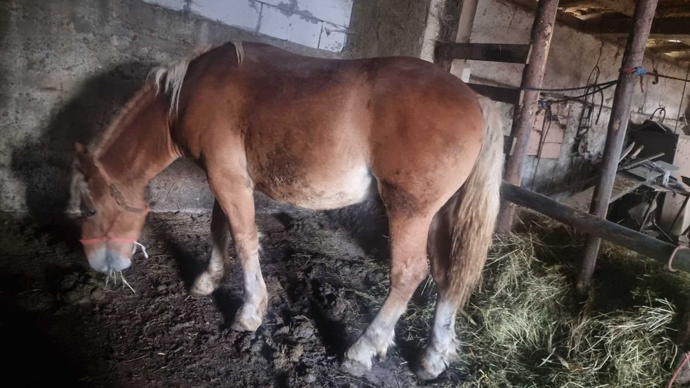 Manz blond de vanzare