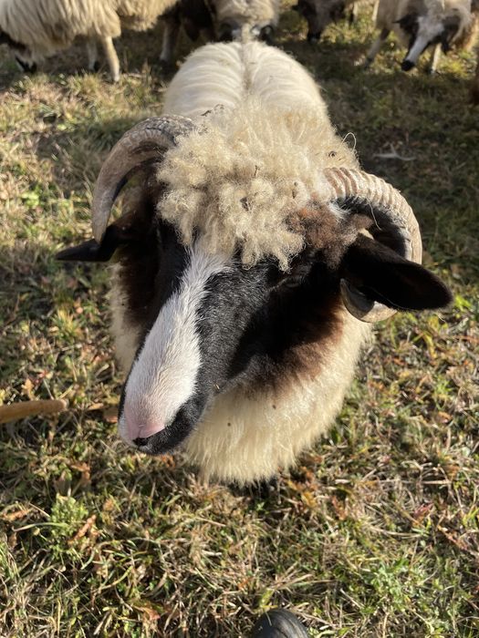Vând 20 de oi breze , dau toata turma nu dau pe ales