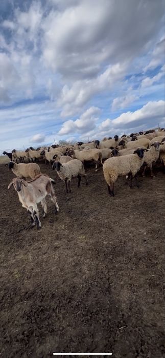 Oi de vanzare Berbeci Miei De rasa Productie proprie