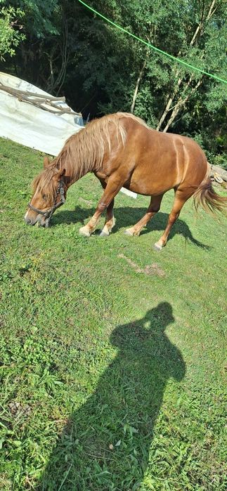 Vând manza de 3 ani