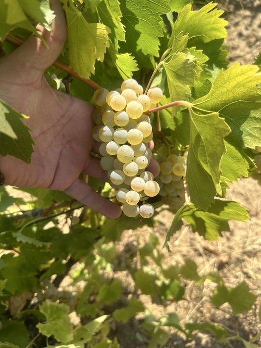 Struguri de vin!
