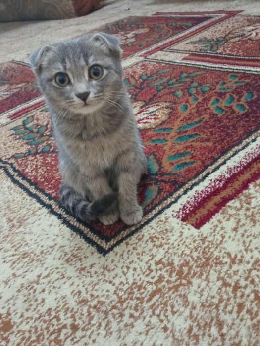 Шотландская вислоухая кошка