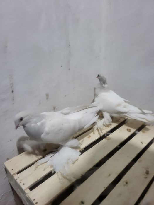 Ассалаумағалейкум кептер сатылады