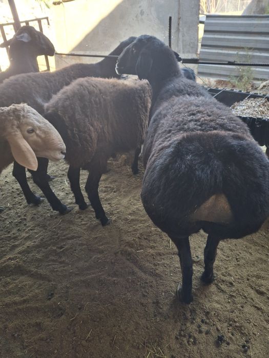 Ассолому алекум шу куйлар сотилади 3 та солик 1 та кузи кучкор хисори