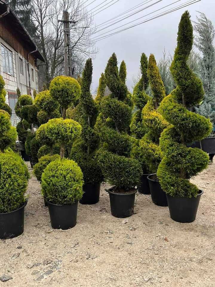 Tuia Smaragd De calitate Extra,Tuia Spiral, Buxus