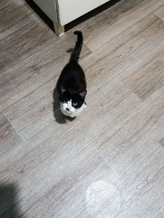Котята Тараз  бесплатно