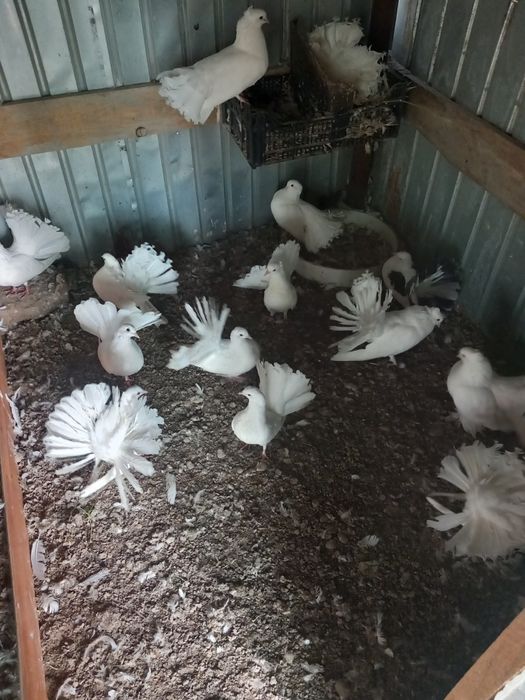 Porumbei de vânzare