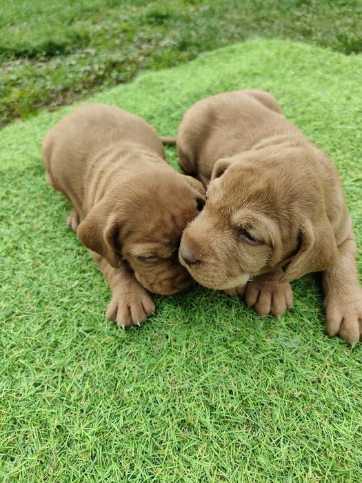 Căței vișla maghiară