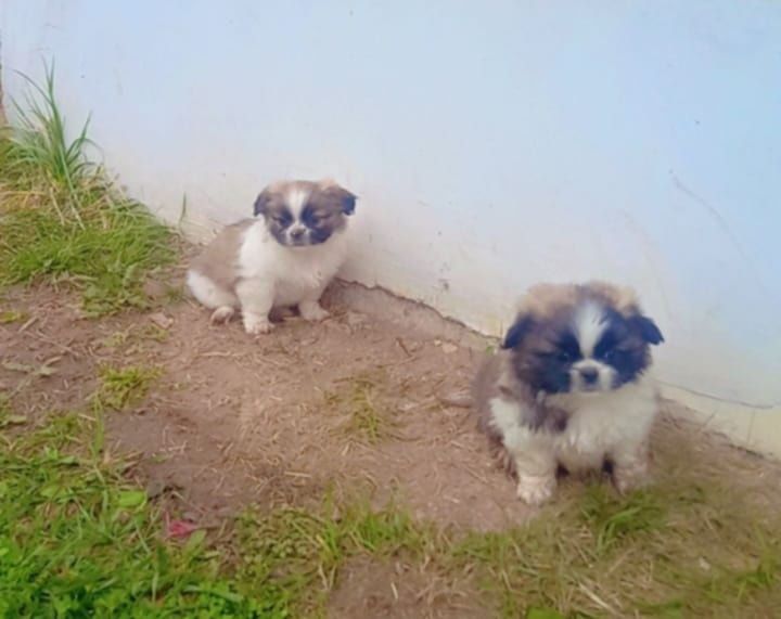 Малки чистокръвни пекинези