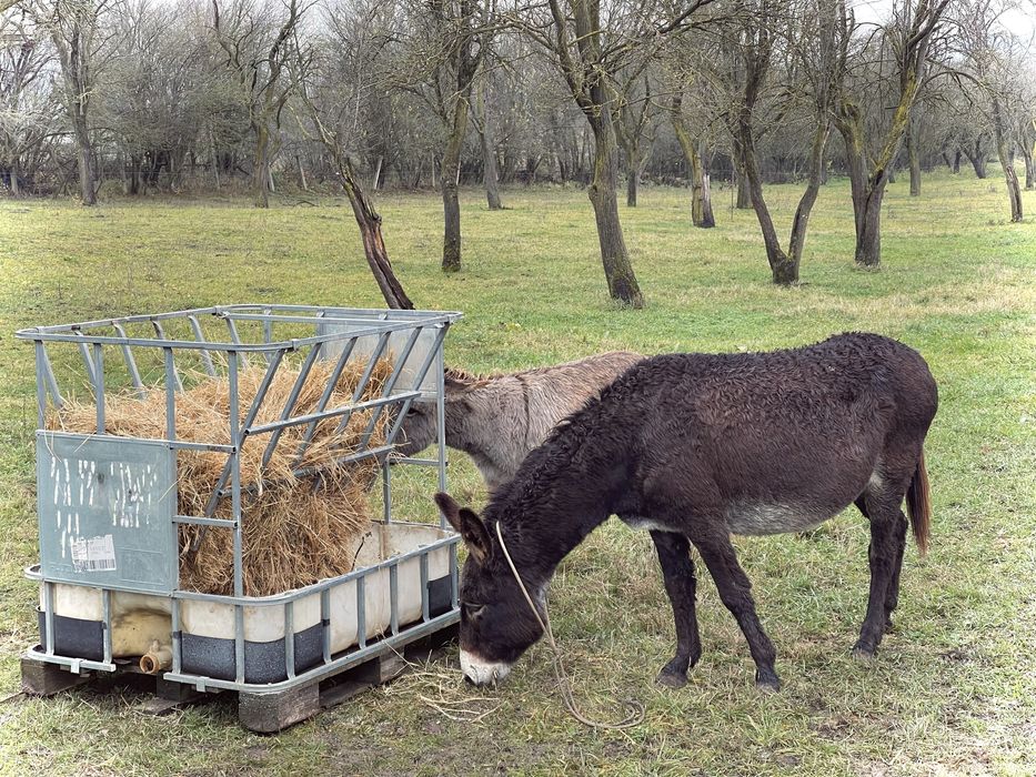 *Lapte de măgăriță 100% NATURAL