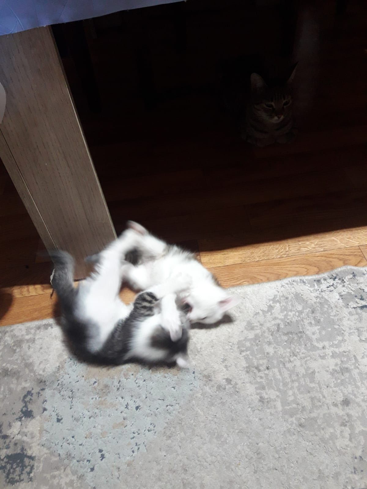 Котята Бесплатно