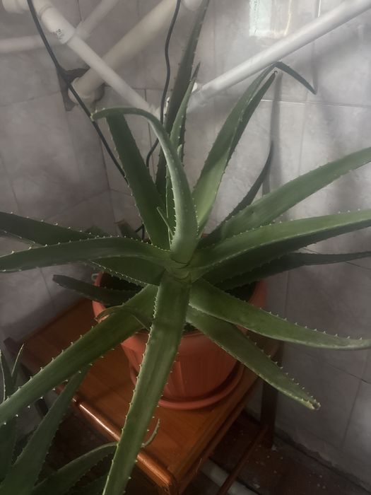 Продаю алое вера